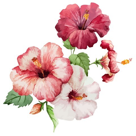Hibiscus painting